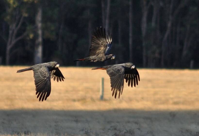 فندق ريفى Wilga Farm Stay