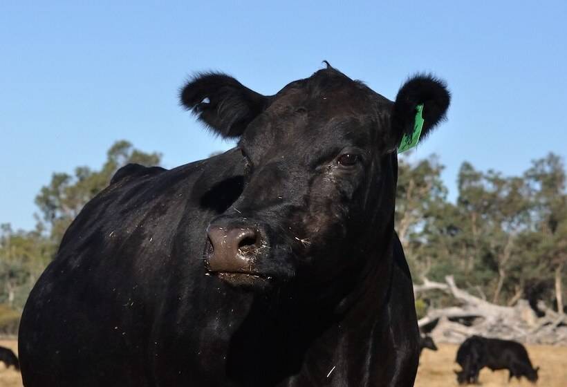 فندق ريفى Wilga Farm Stay