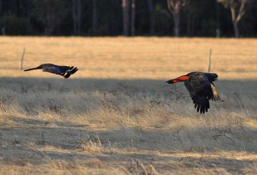 فندق ريفى Wilga Farm Stay