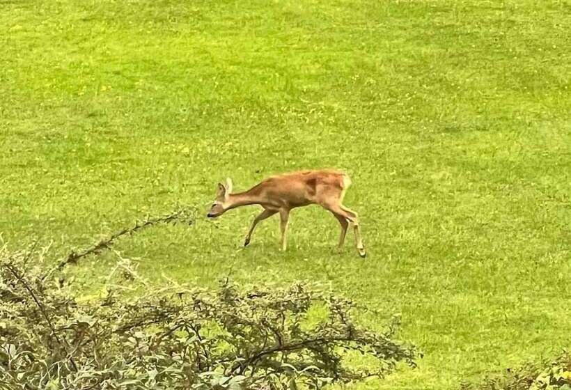 بنسيون Maryhill House