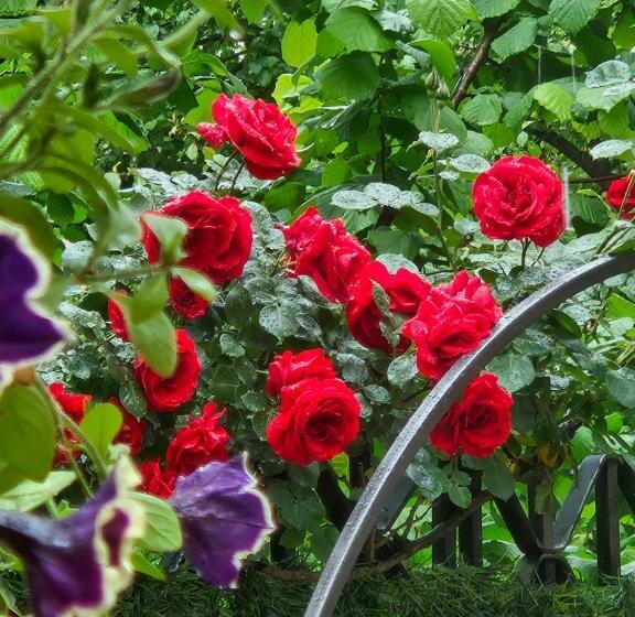 酒店 Priyateli   Friends