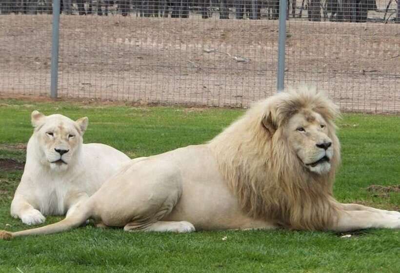 모텔 Bishops Lodge Narrandera