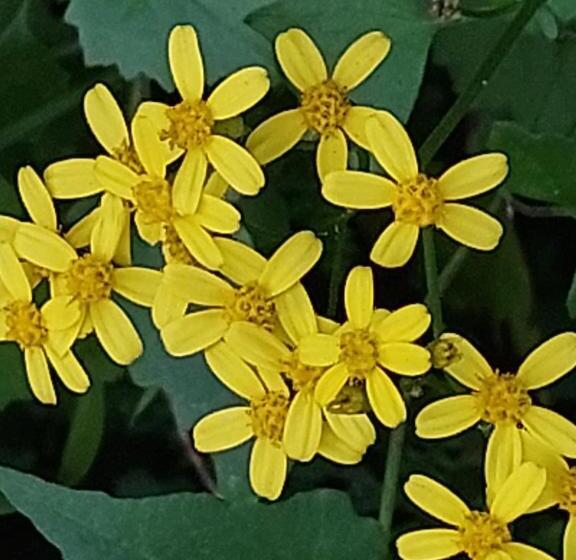 膳宿费 Die Regte Plek