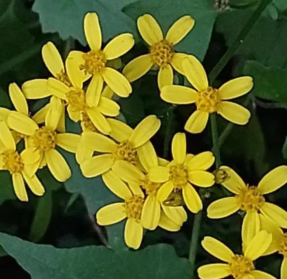 Pension Die Regte Plek