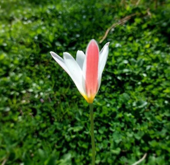 Пансион Tatvamasi Living