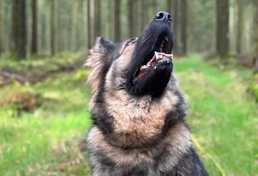 ホテル Auberge Du Carrefour