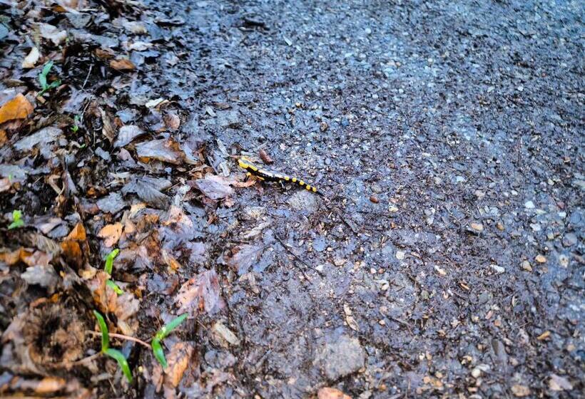 Pensão Mühltal Private Guesthouse