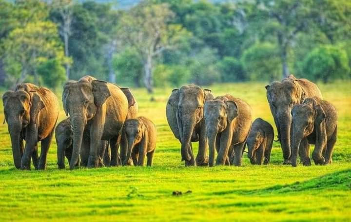 پانسیون Jo Jo Family Resort