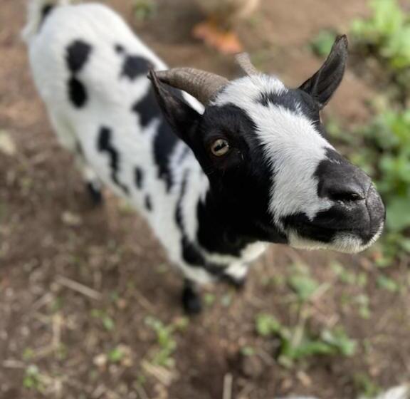 민박 Auverg Nature, Suite Myrtilles