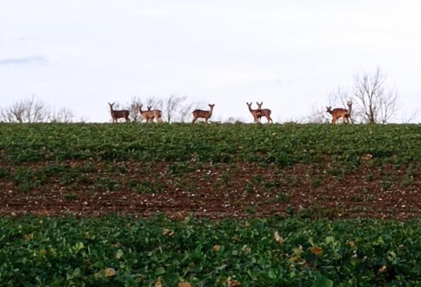Bed and Breakfast Bergerie Du Château