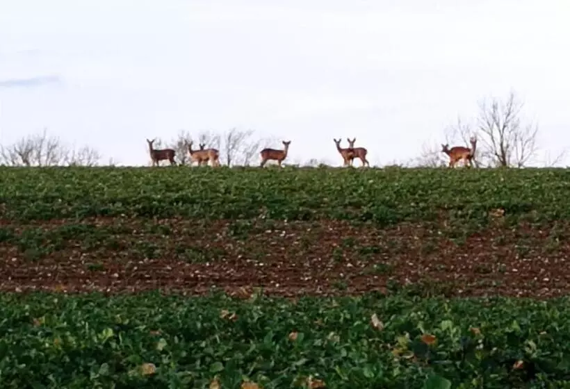 ベッドアンドブレックファースト Bergerie Du Château