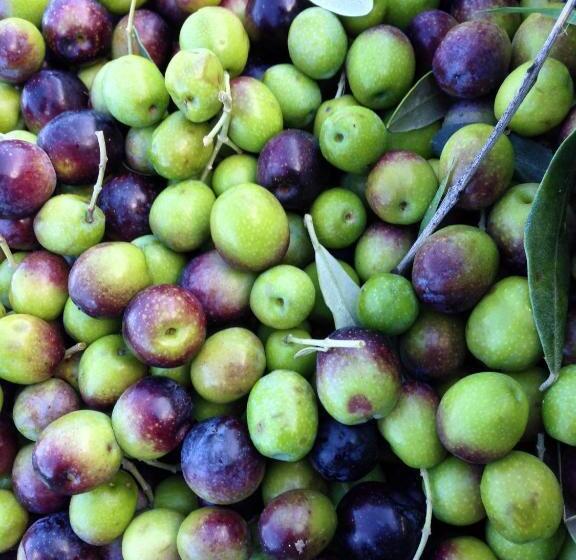 בית מלון כפרי La Bussola Da Gino