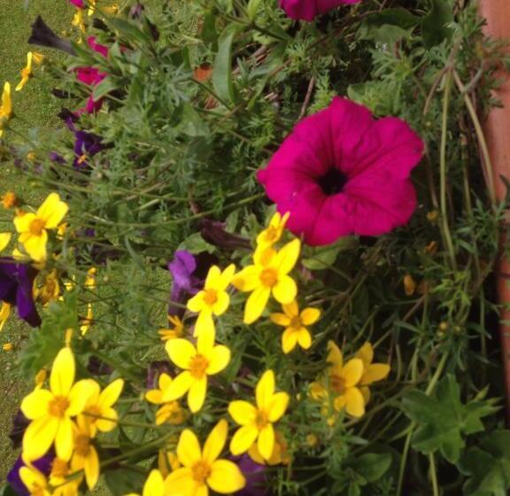 Отель Scoiattolo