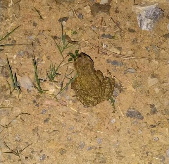 ホテル Rivulet Resort & Camping