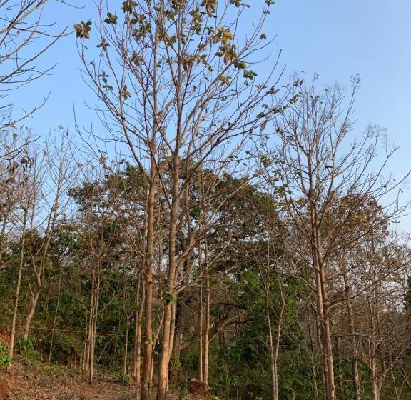 پانسیون Elite Guest House Bogmalo