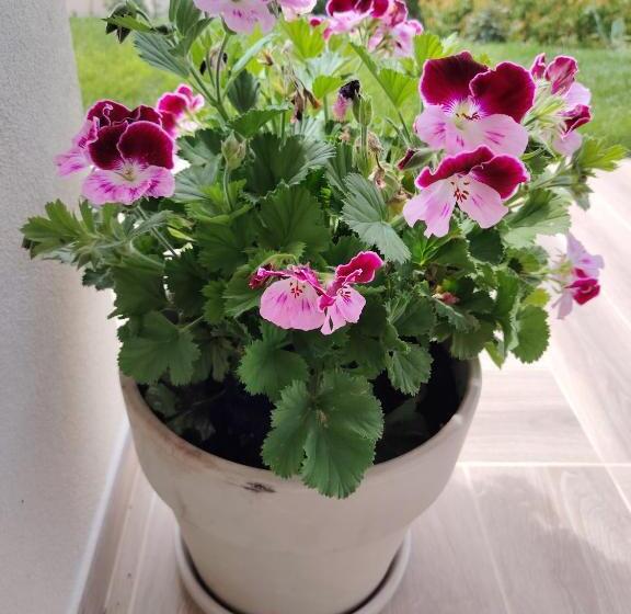 Aurora Bed And Breakfast