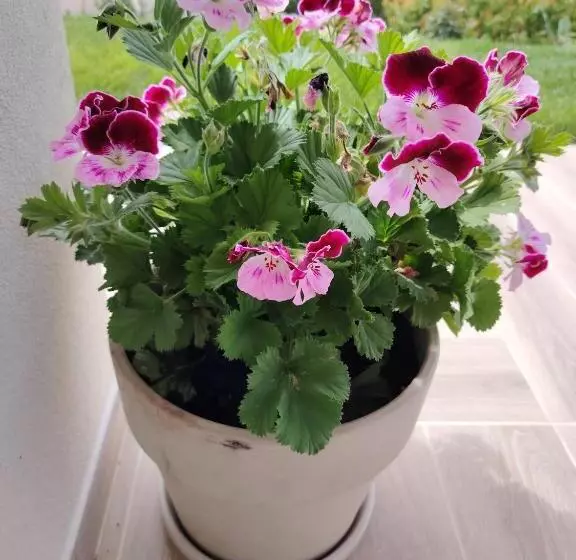 Aurora Bed And Breakfast