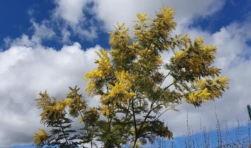 Aurora Bed And Breakfast