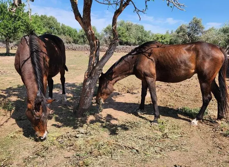 ペンション Iloghe Di Marras