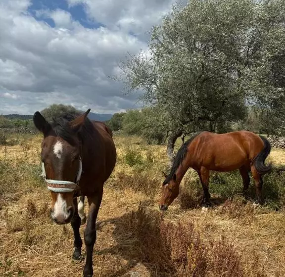 ペンション Iloghe Di Marras