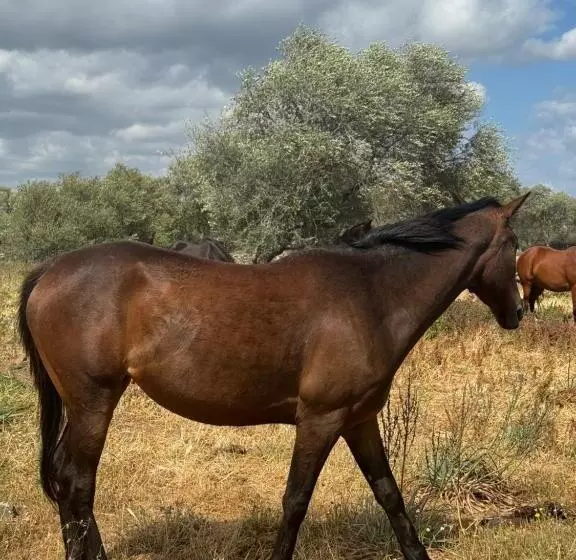 ペンション Iloghe Di Marras