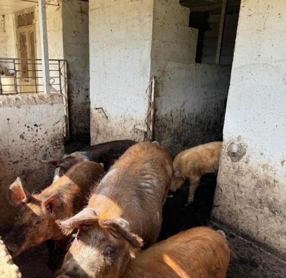 بنسيون Iloghe Di Marras