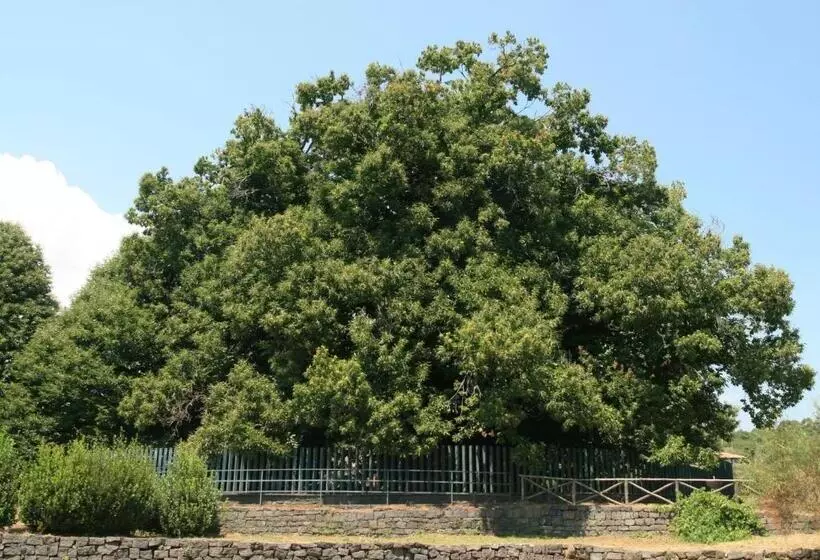 ペンション Room In Lodge   Stanza In Affitto Giarre