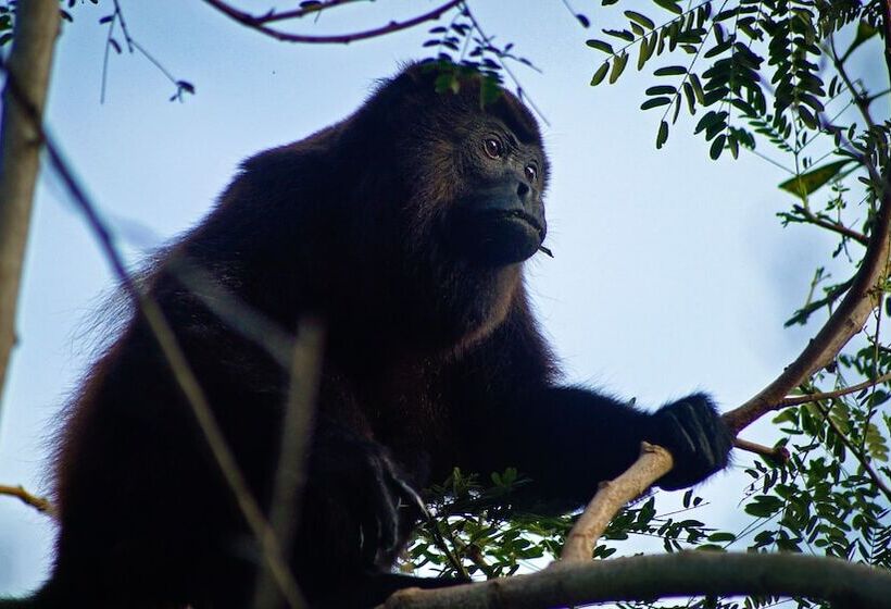 호텔 Tropical Magnolia