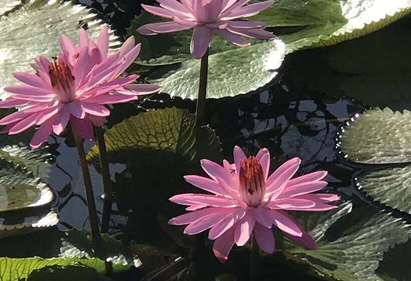 호텔 Tropical Magnolia