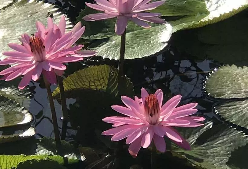 Hotelli Tropical Magnolia