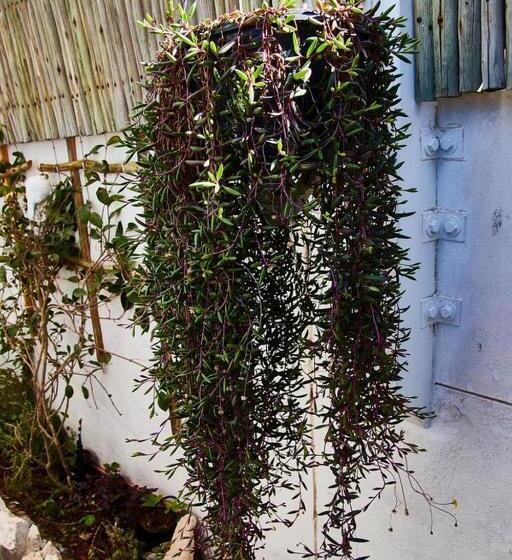 Bed & Breakfast Gilcrest Place Guest House