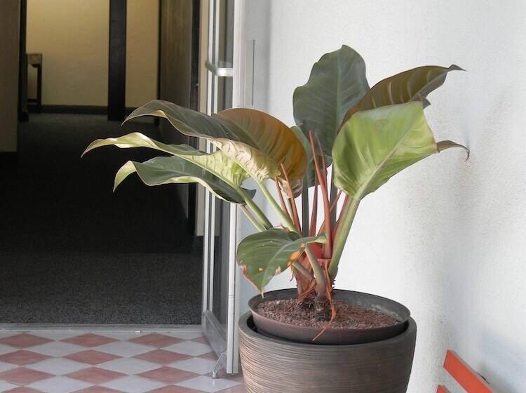 酒店 Plaza Hermosa