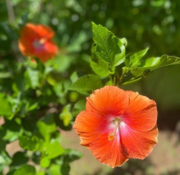 فندق Solomon Beach