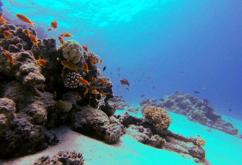 هاستل El Primo Hotel Dahab