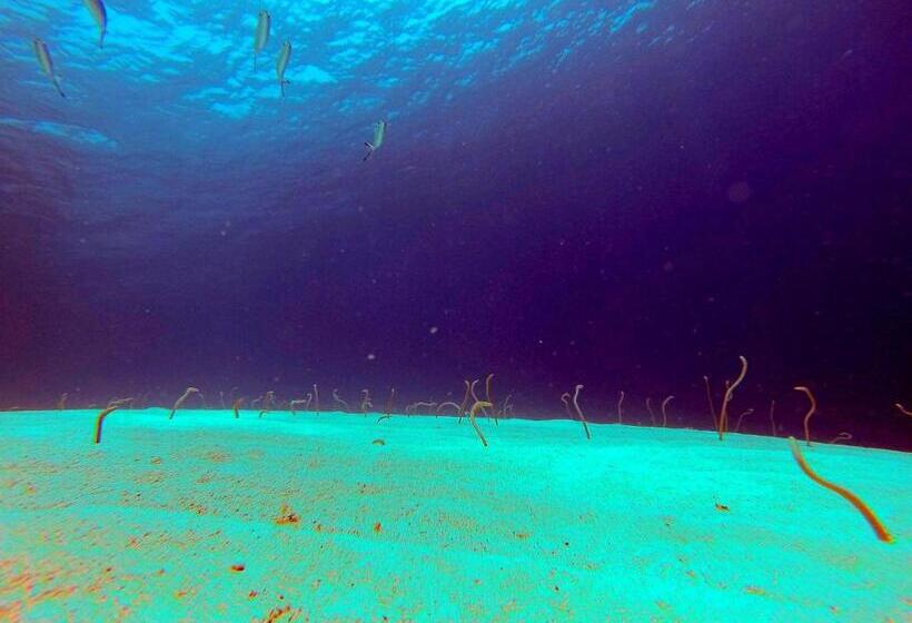 هاستل El Primo Hotel Dahab