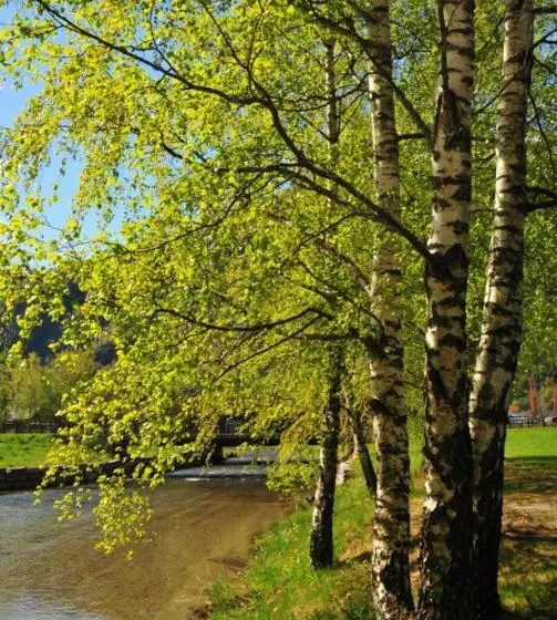 Gaupnetunet Hotell Og Hytter