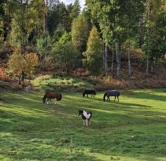 Aamiaismajoitus (B&B) Höhällets Lantliga Rum