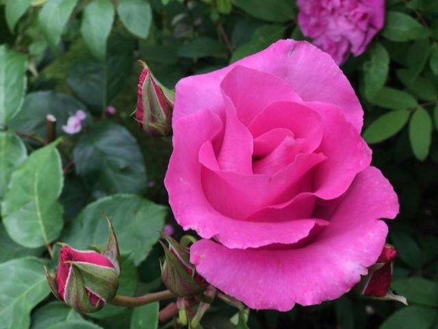 هتل L Turistgården I Simrishamn