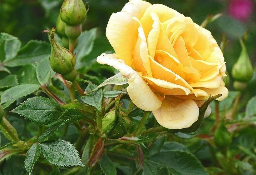 هتل L Turistgården I Simrishamn