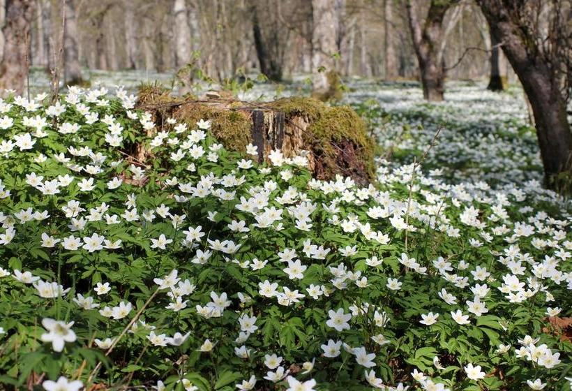 ユースホステル Stf Lugnåsberget Ekohotell