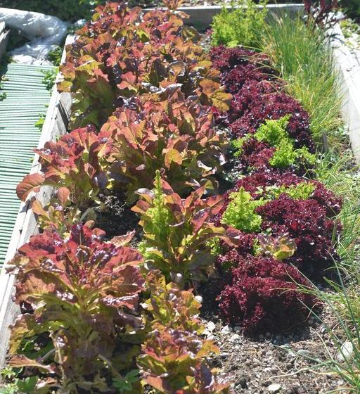 Vandrarhem Pensiun Trais Piz