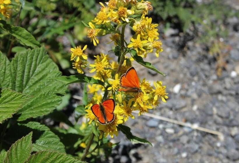 ホテル Petersgrat