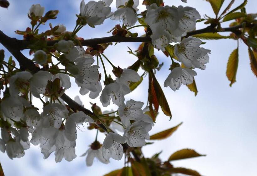 호텔 Schnider Bed&breakfast Und Café