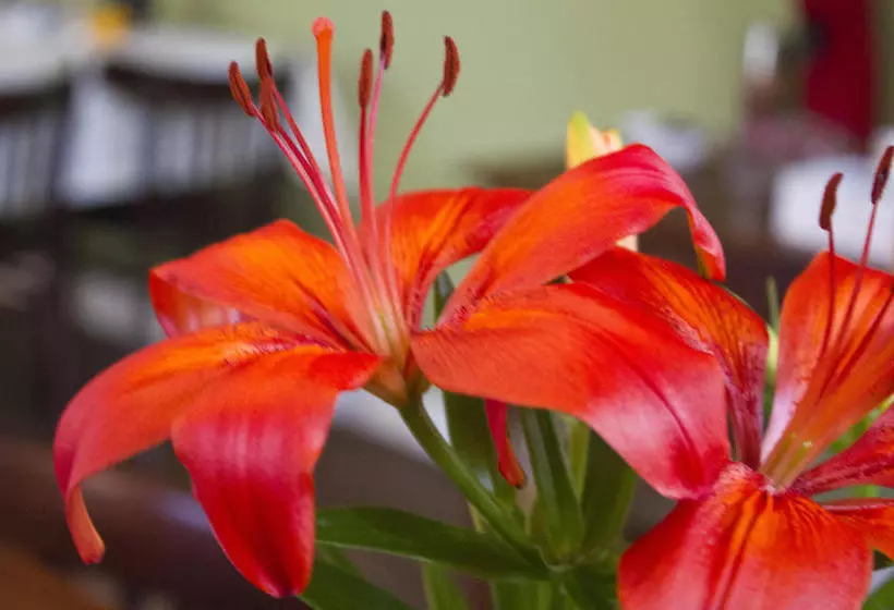 Bed And Breakfast De Grote Byvanck