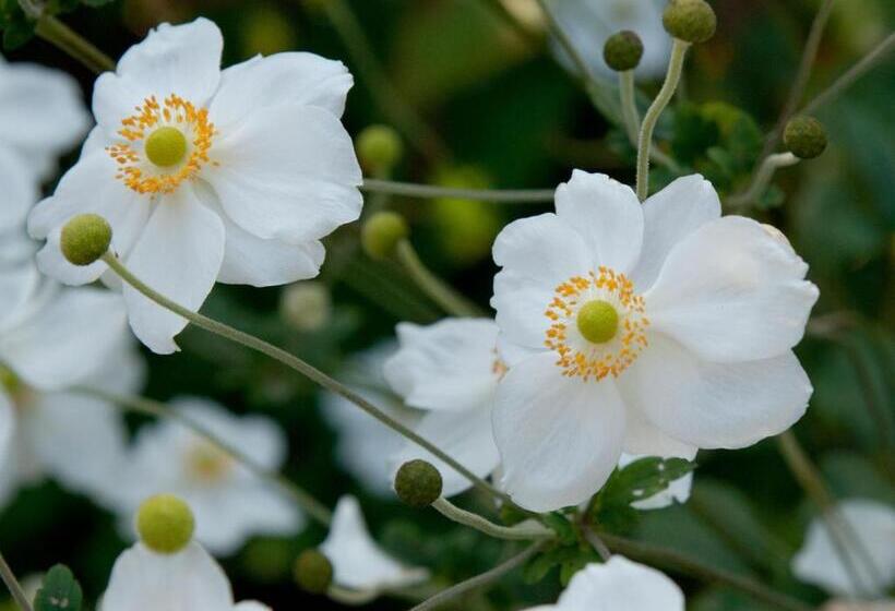 مبيت وإفطار De Violier