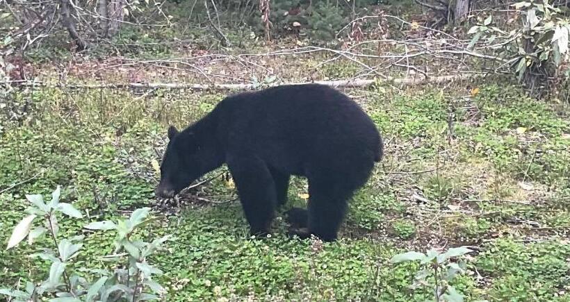 モーテル Northway Motor Inn