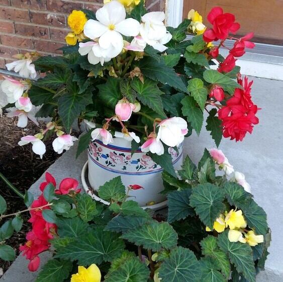 Wild Rose Bed & Breakfast