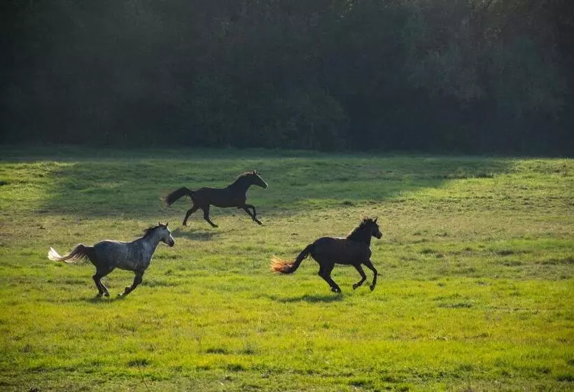 ベッドアンドブレックファースト Domaine De Prim    Chambre D Hôtes