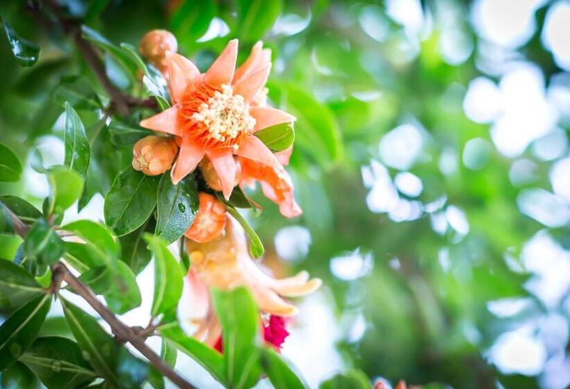 Bed and Breakfast Mandarinoarancio