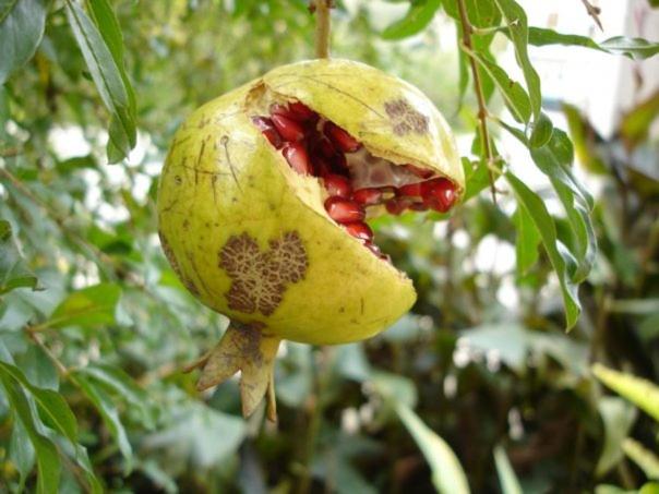 پانسیون Guesthouse Lanca